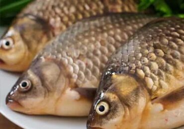 How To Store And Preserve Fresh Fish At Home