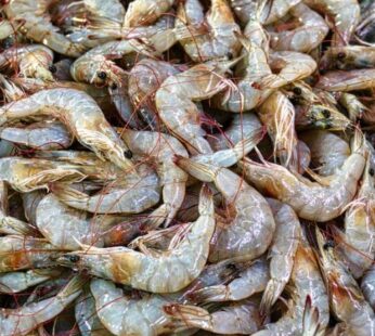 Tiger prawns